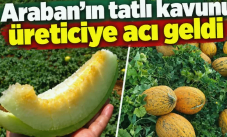 Araban kavunu - Araban Kavunu: Tatlı Üreticiye Acı Sürpriz