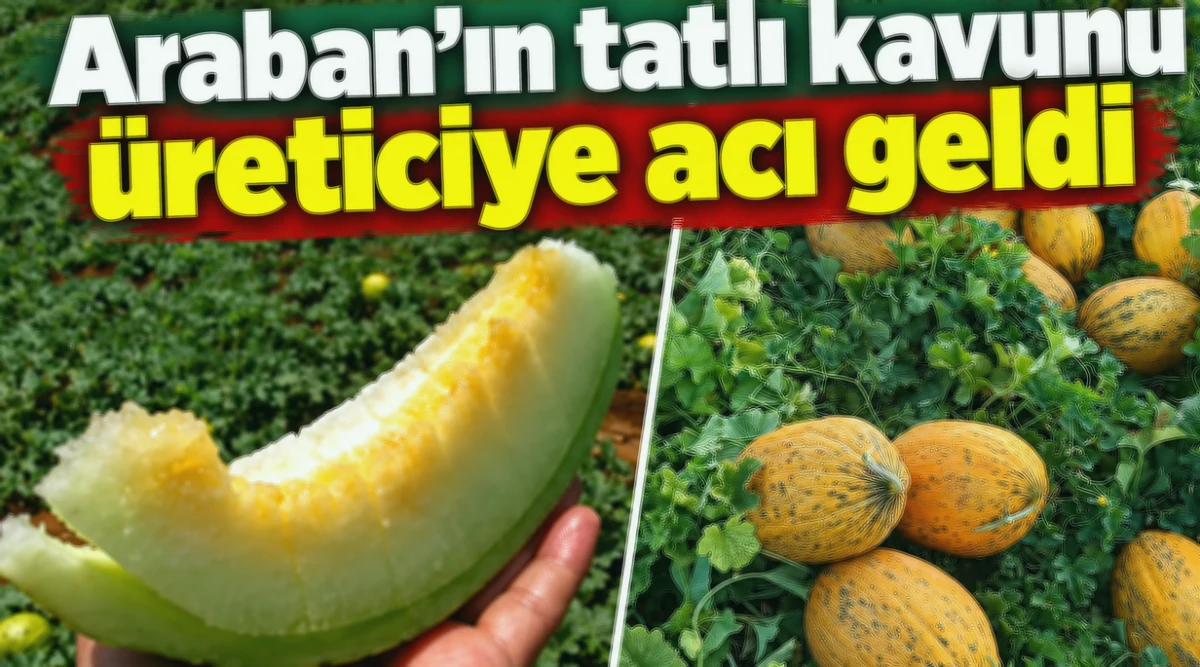 Araban Kavunu: Tatlı Üreticiye Acı Sürpriz