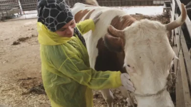 Gaziantepli kadın girişimci - Gaziantepli Kadın Girişimci: Tek İnekle Başlayan Dev Sürü