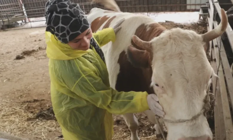 Gaziantepli kadın girişimci - Gaziantepli Kadın Girişimci: Tek İnekle Başlayan Dev Sürü