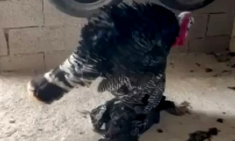 İslahiye'de Vefalı Hindi - İslahiye'de Vefalı Hindi