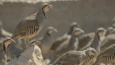 kınalı keklik - Kınalı Keklikler Tarımı Kurtarıyor