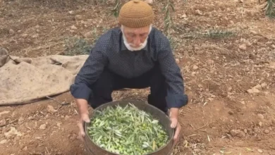 yeşil zeytin - Oğuzeli Yeşil Zeytin Bereketi: 100 TL'den Başlıyor