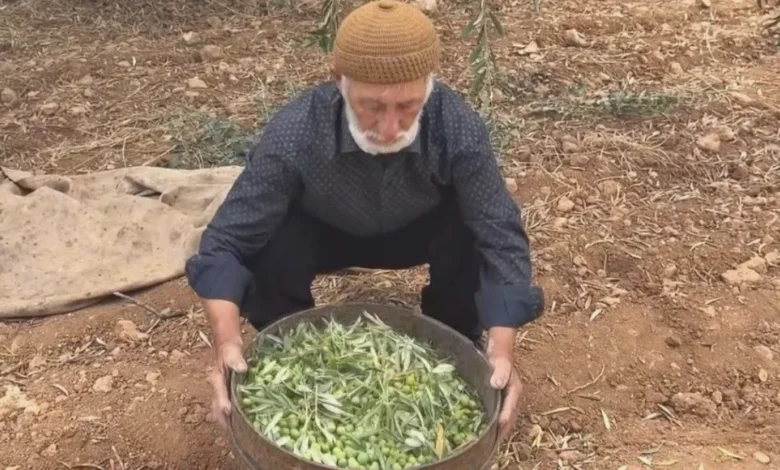 yeşil zeytin - Oğuzeli Yeşil Zeytin Bereketi: 100 TL'den Başlıyor