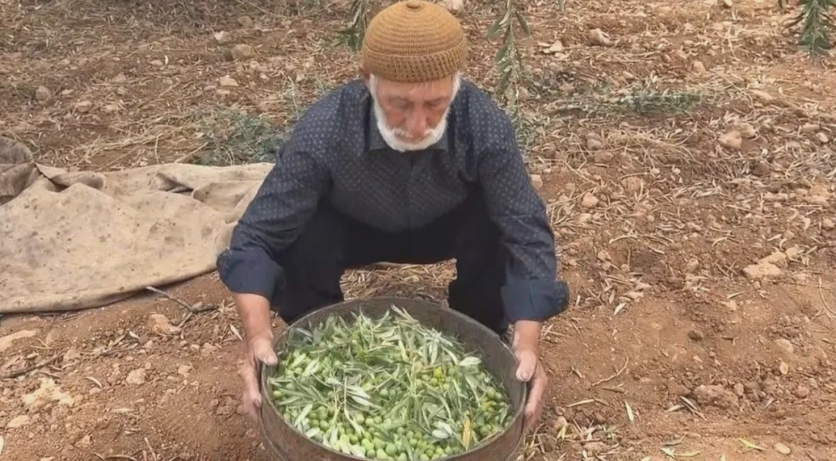 Oğuzeli Yeşil Zeytin Bereketi: 100 TL'den Başlıyor