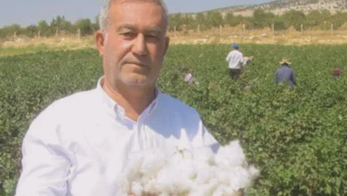 pamuk alım fiyatları - Pamuk alım fiyatları açıklandı: Çukobirlik duyurdu